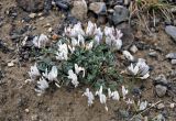 Astragalus tephrolobus