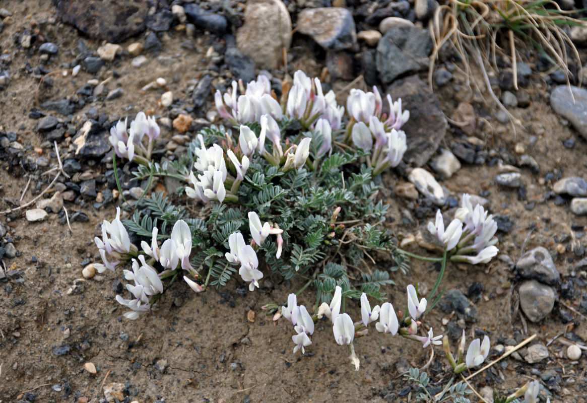 Image of Astragalus tephrolobus specimen.