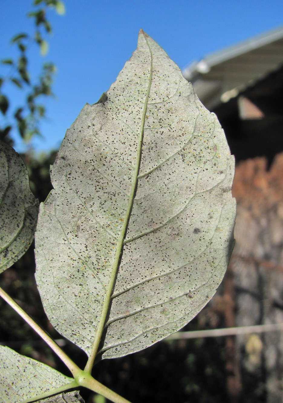 Image of Fraxinus excelsior specimen.