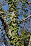 Hedera colchica