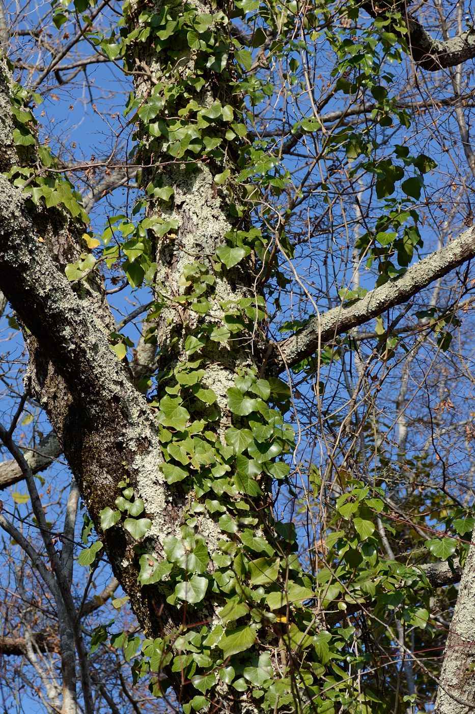 Image of Hedera colchica specimen.