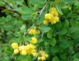 Berberis sphaerocarpa. Верхушка веточки с соцветием. Кыргызстан, Иссык-Кульский р-н, Семёновское ущелье, около ручья. 01.06.2019.