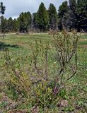 Betula rotundifolia. Цветущее растение. Алтай, Онгудайский р-н, Семинский перевал, ≈ 1700 м н.у.м., луг на опушке хвойного леса. 10.06.2019.