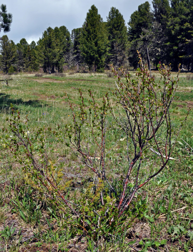 Image of Betula rotundifolia specimen.