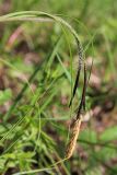 Carex acuta