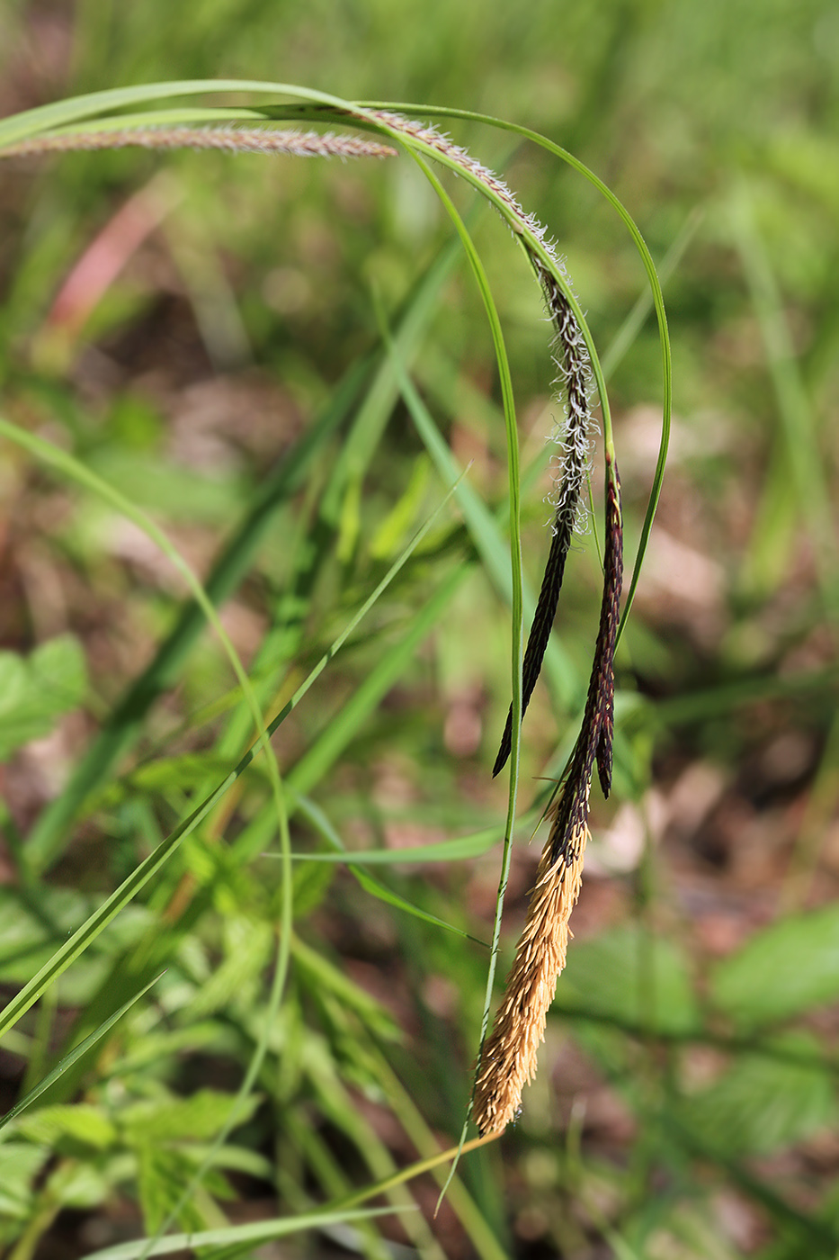 Изображение особи Carex acuta.