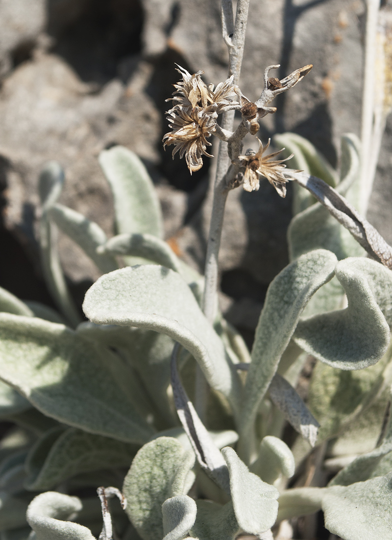 Image of Inula heterolepis specimen.