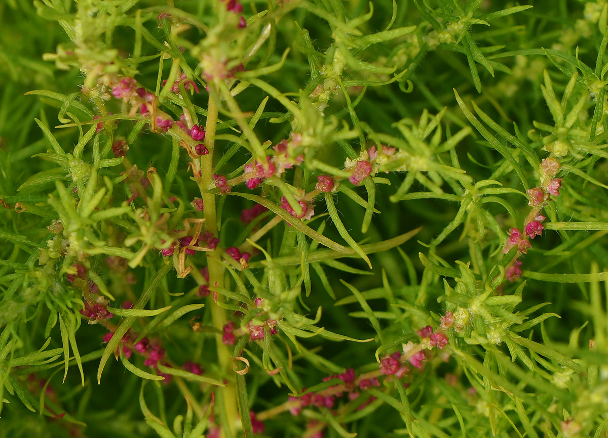 Image of Bassia scoparia f. trichophylla specimen.