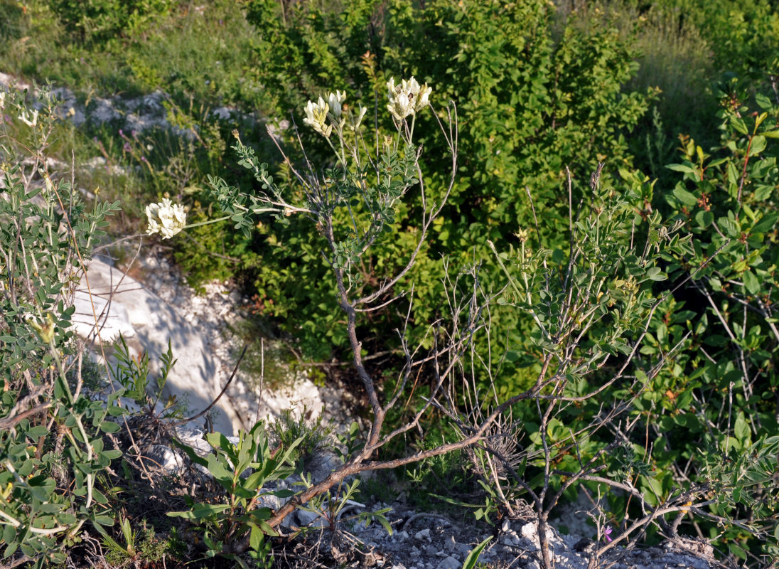 Изображение особи Astragalus albicaulis.