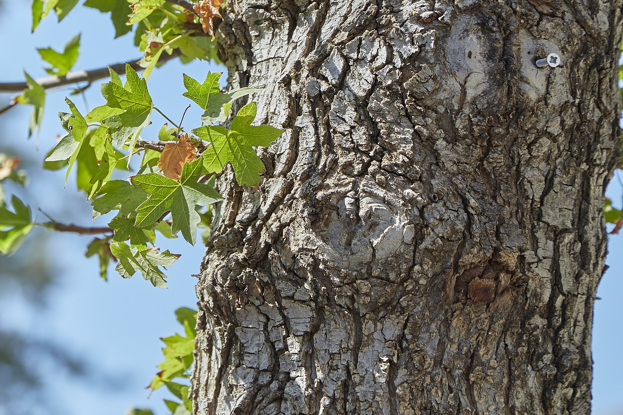 Изображение особи Liquidambar orientalis.