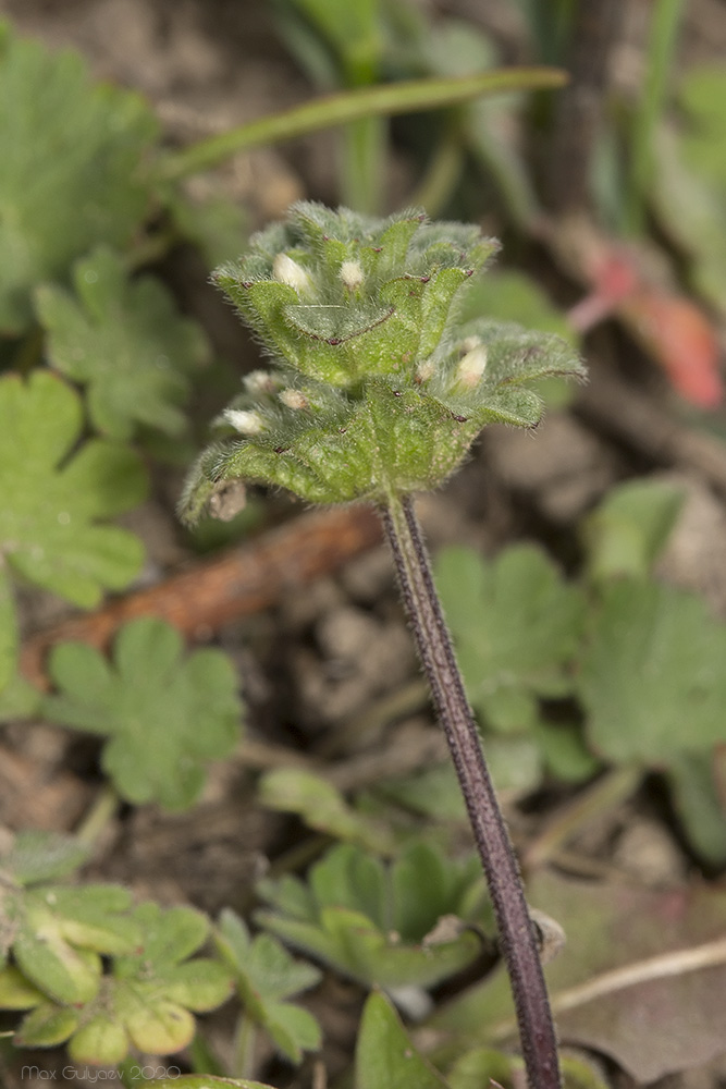 Изображение особи Lamium amplexicaule.