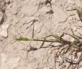 Aegilops geniculata