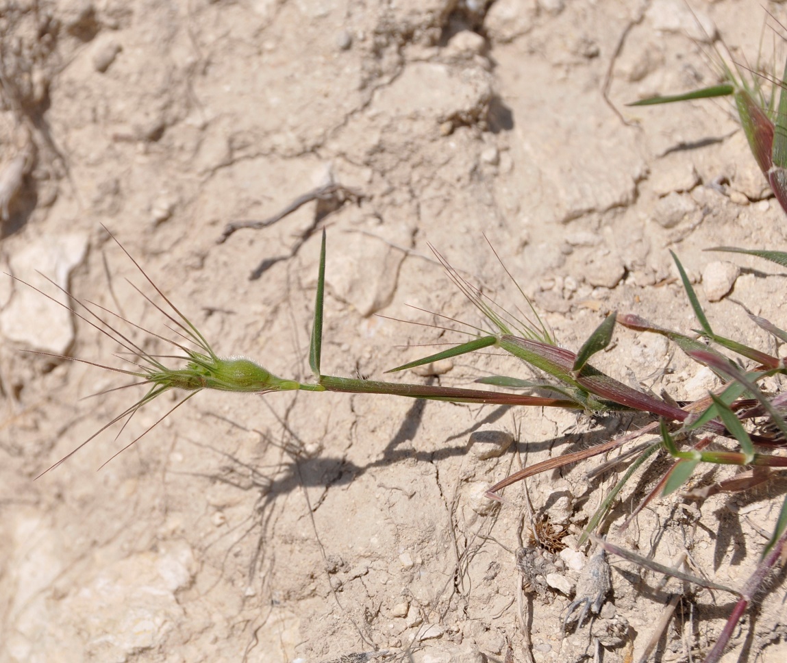 Изображение особи Aegilops geniculata.