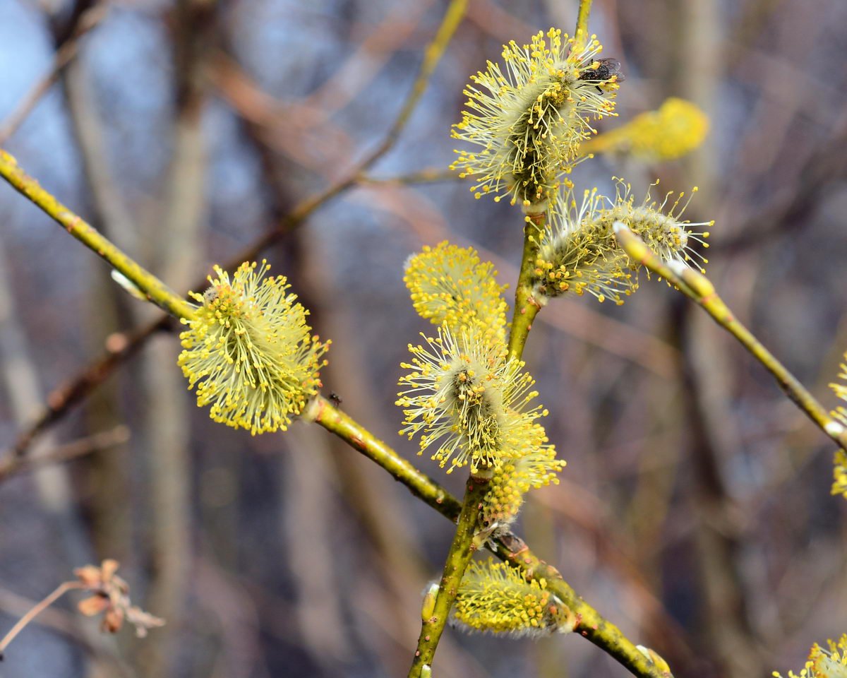 Image of genus Salix specimen.