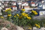 Haplophyllum suaveolens. Цветущее растение. Крым, Севастополь, пустырь. 01.05.2020.