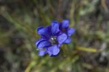 Gentiana decumbens