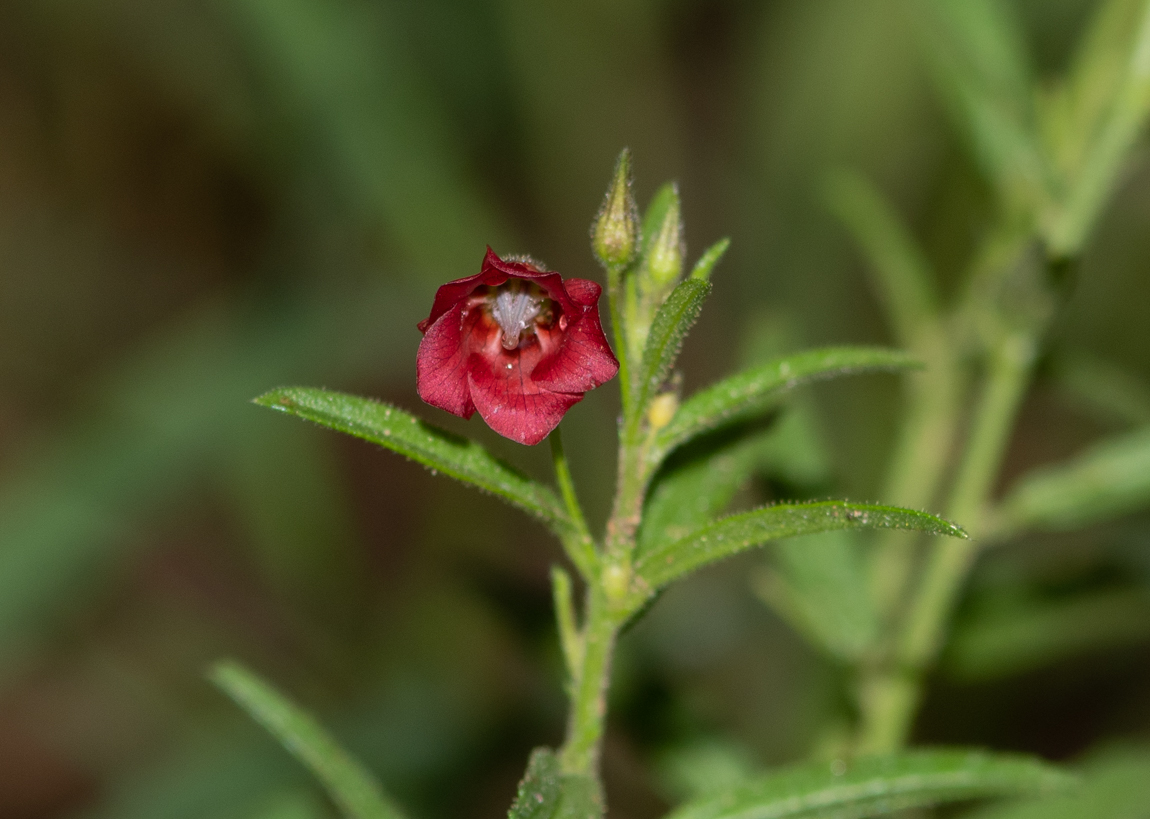 Изображение особи Hermannia modesta.