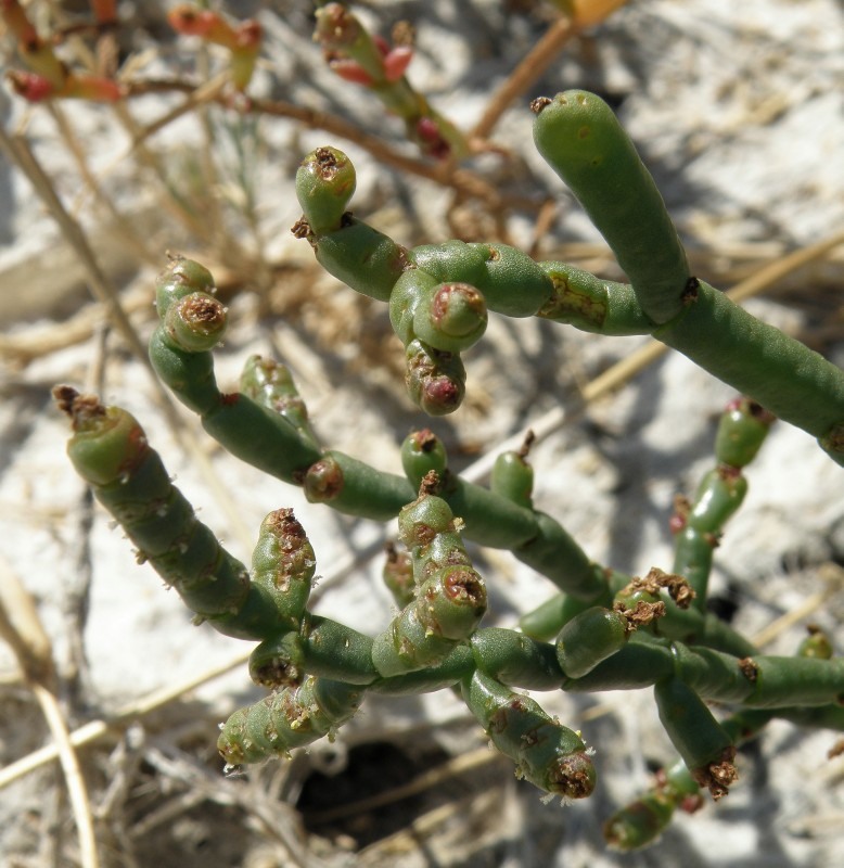 Изображение особи род Salicornia.