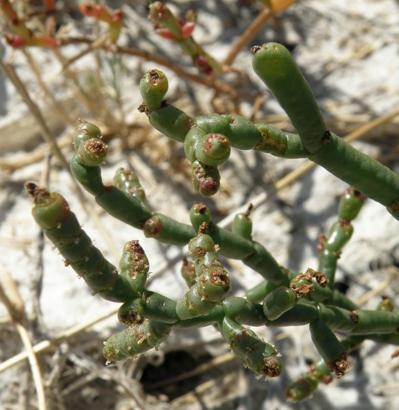 Image of genus Salicornia specimen.