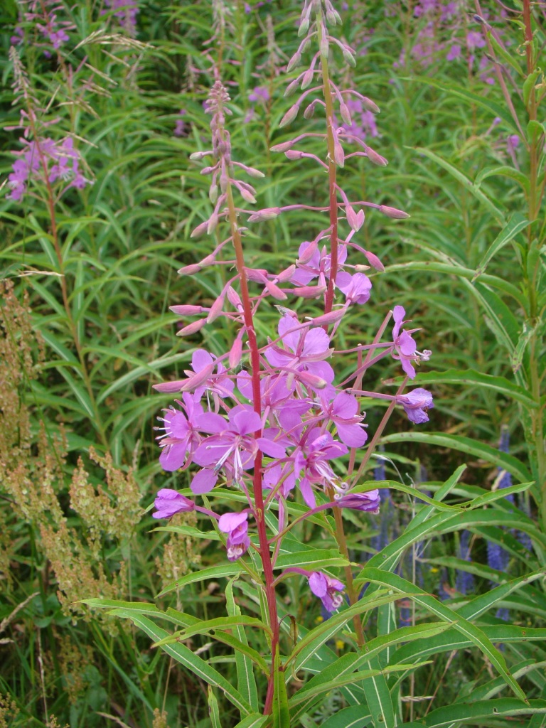 Image of Chamaenerion angustifolium specimen.