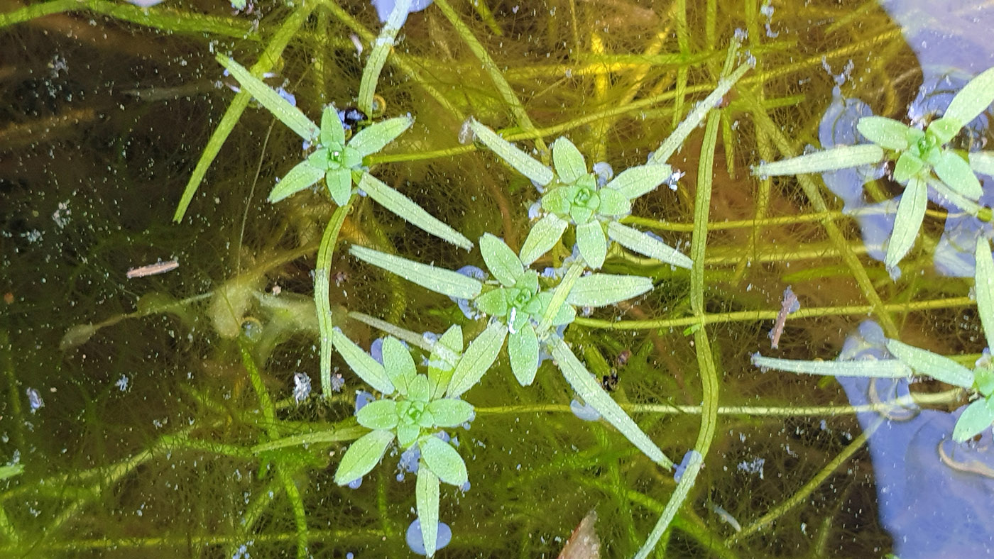 Image of genus Callitriche specimen.