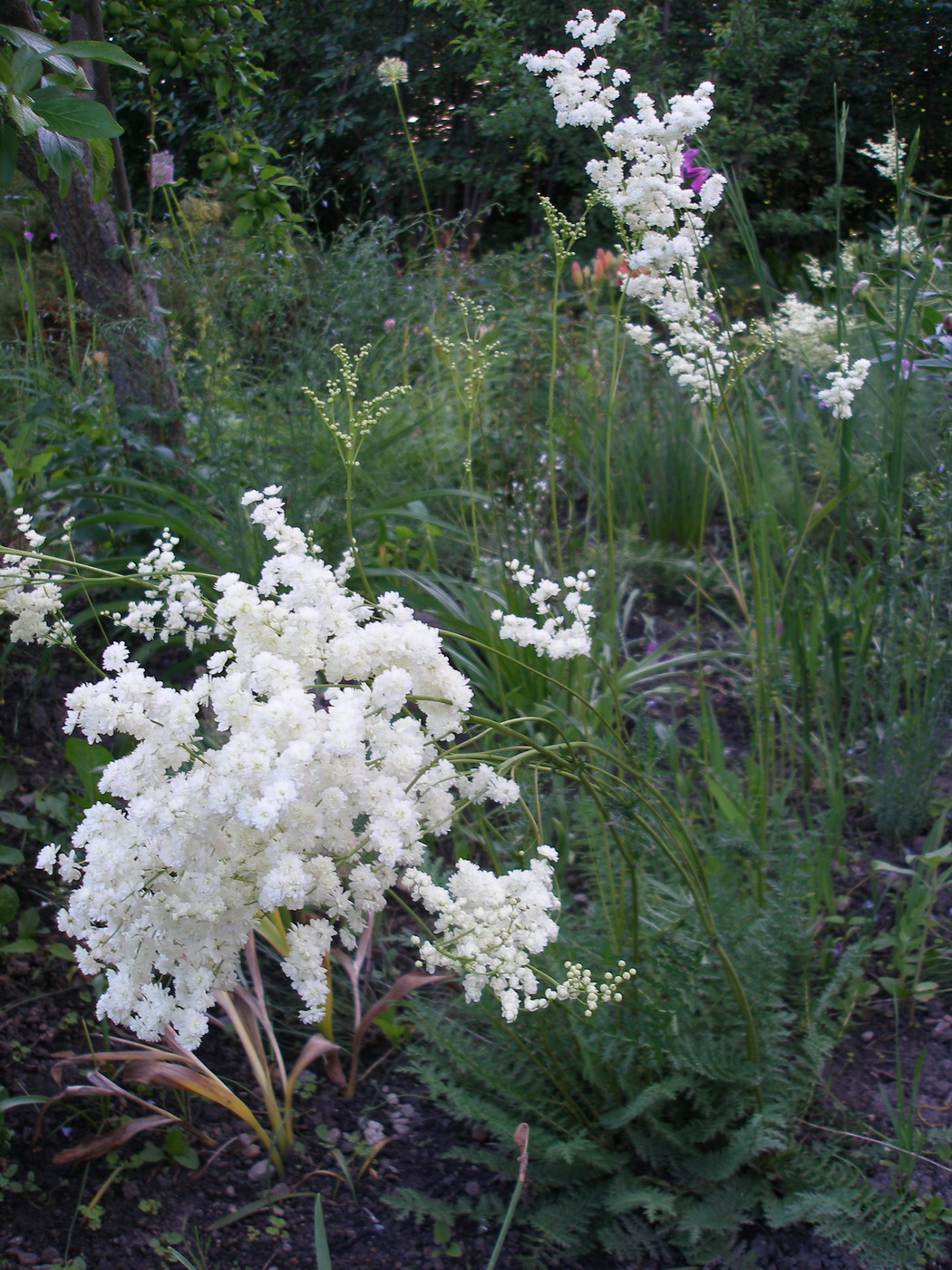 Image of Filipendula vulgaris specimen.