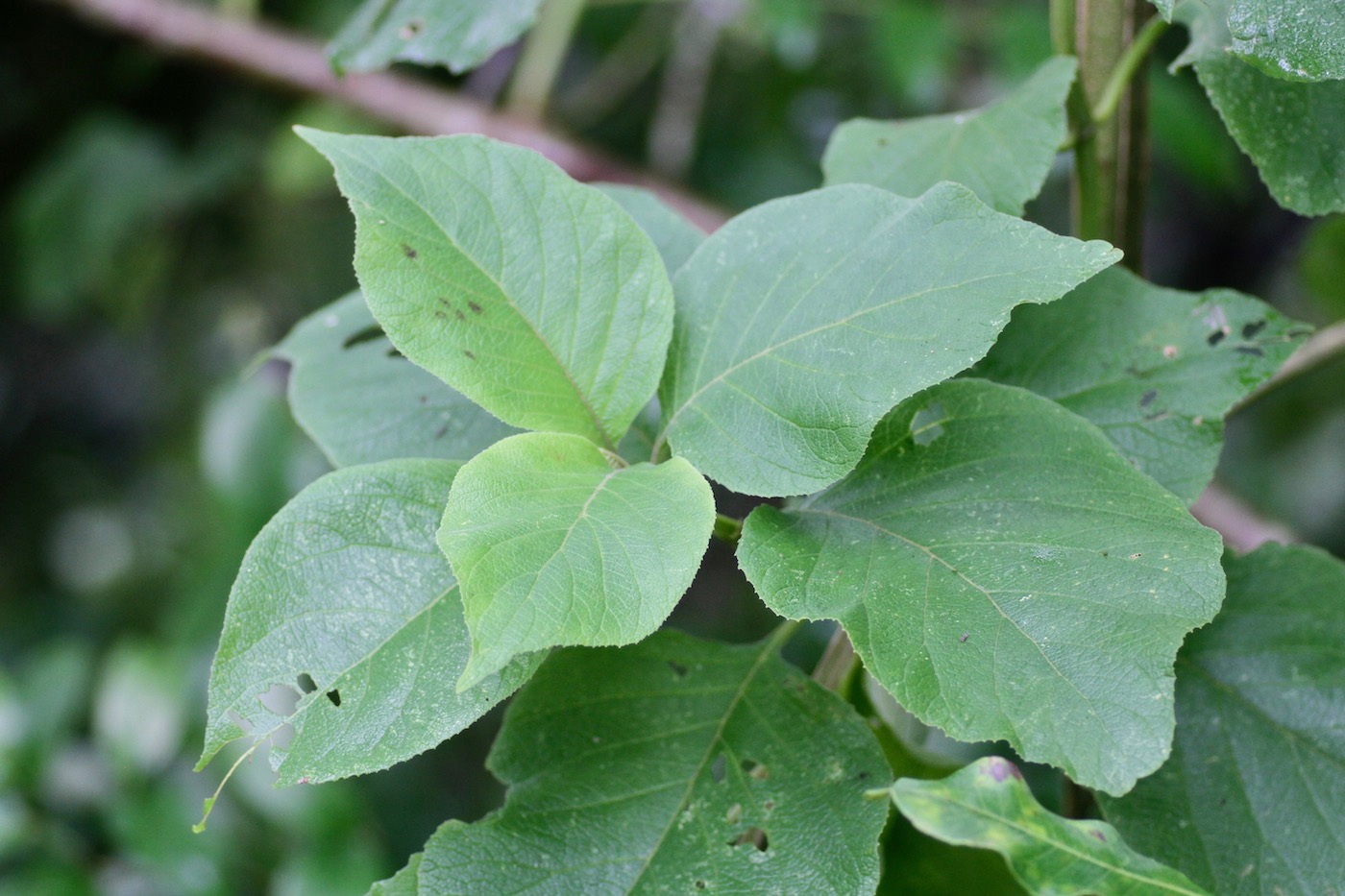 Image of Cornutia pyramidata specimen.