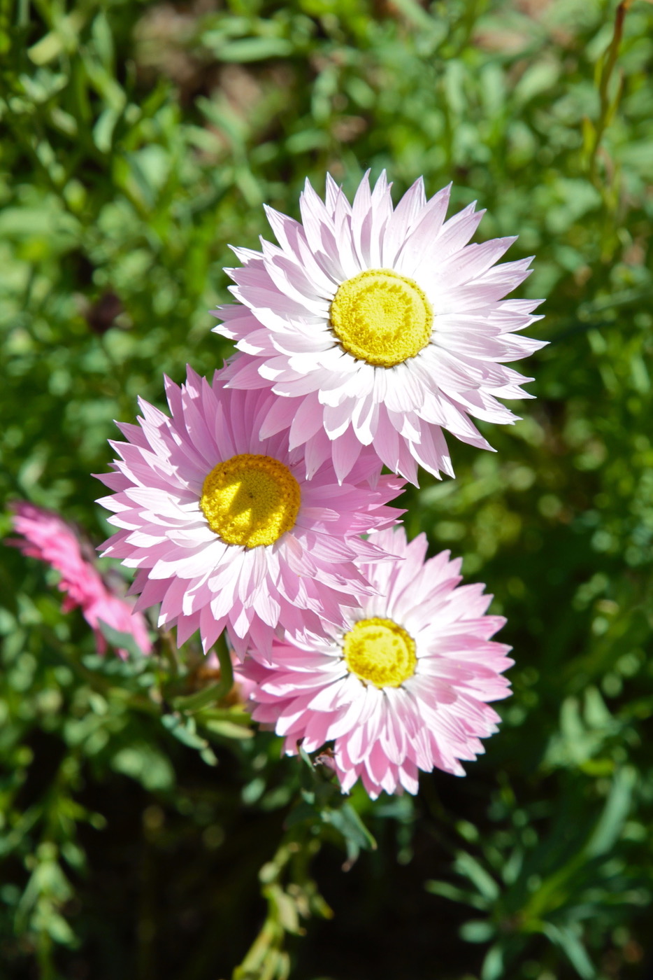 Image of Rhodanthe chlorocephala ssp. rosea specimen.