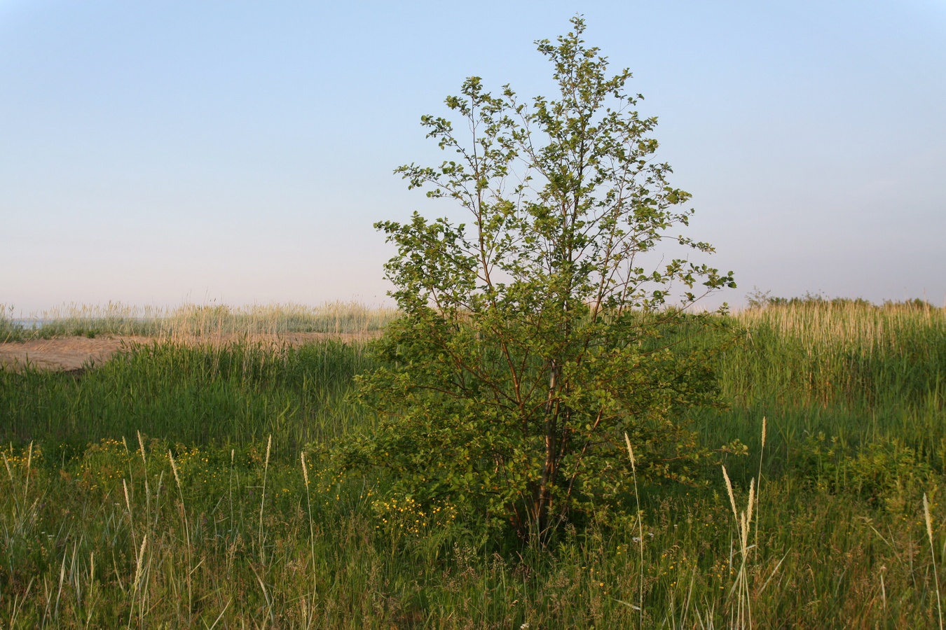 Image of Alnus incana specimen.