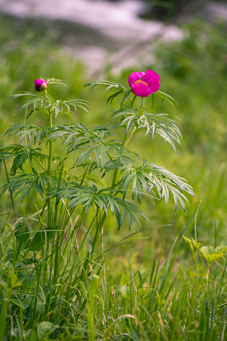 Изображение особи Paeonia anomala.