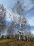 Betula pendula. Деревья на опушке леса. Окр. Томска, вдоль ж.-д. ветки Томск-Северный - Копылово, правый борт дол. р. Мал. Киргизка. 15.04.2020.