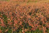 Betula nana. Растения с листвой в осенней окраске. Мурманск, Горелая сопка, ерниково-вороничная берёзовая лесотундра. 21.09.2020.