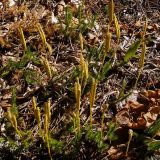 Lycopodium clavatum