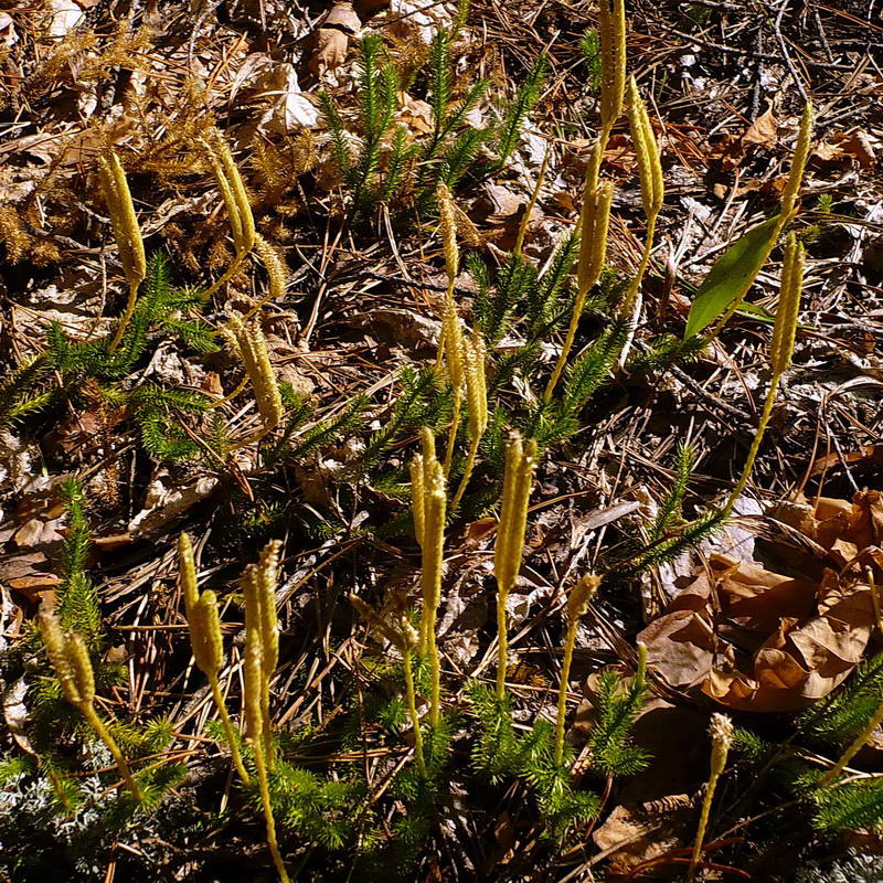 Image of Lycopodium clavatum specimen.