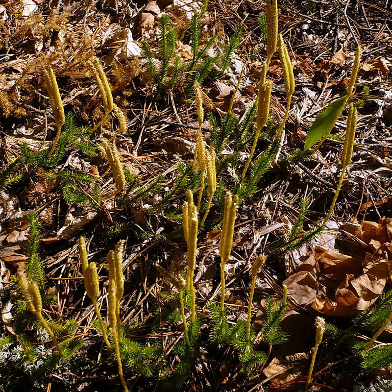 Изображение особи Lycopodium clavatum.