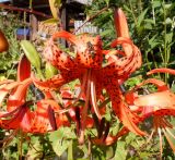 Lilium lancifolium