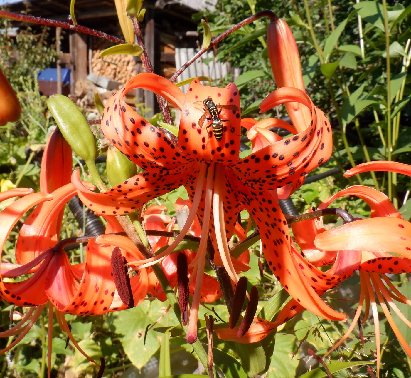 Image of Lilium lancifolium specimen.