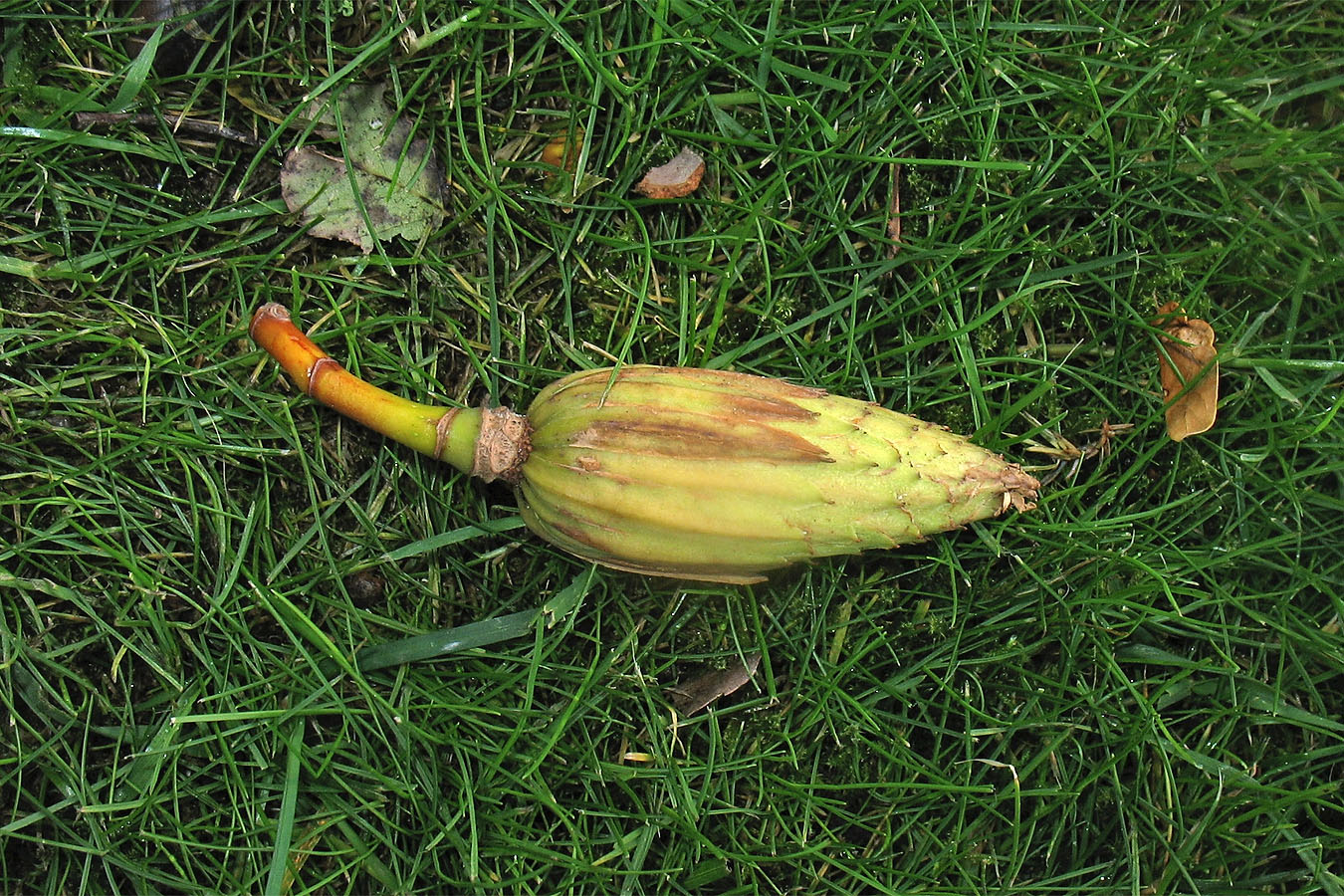 Image of Liriodendron tulipifera specimen.