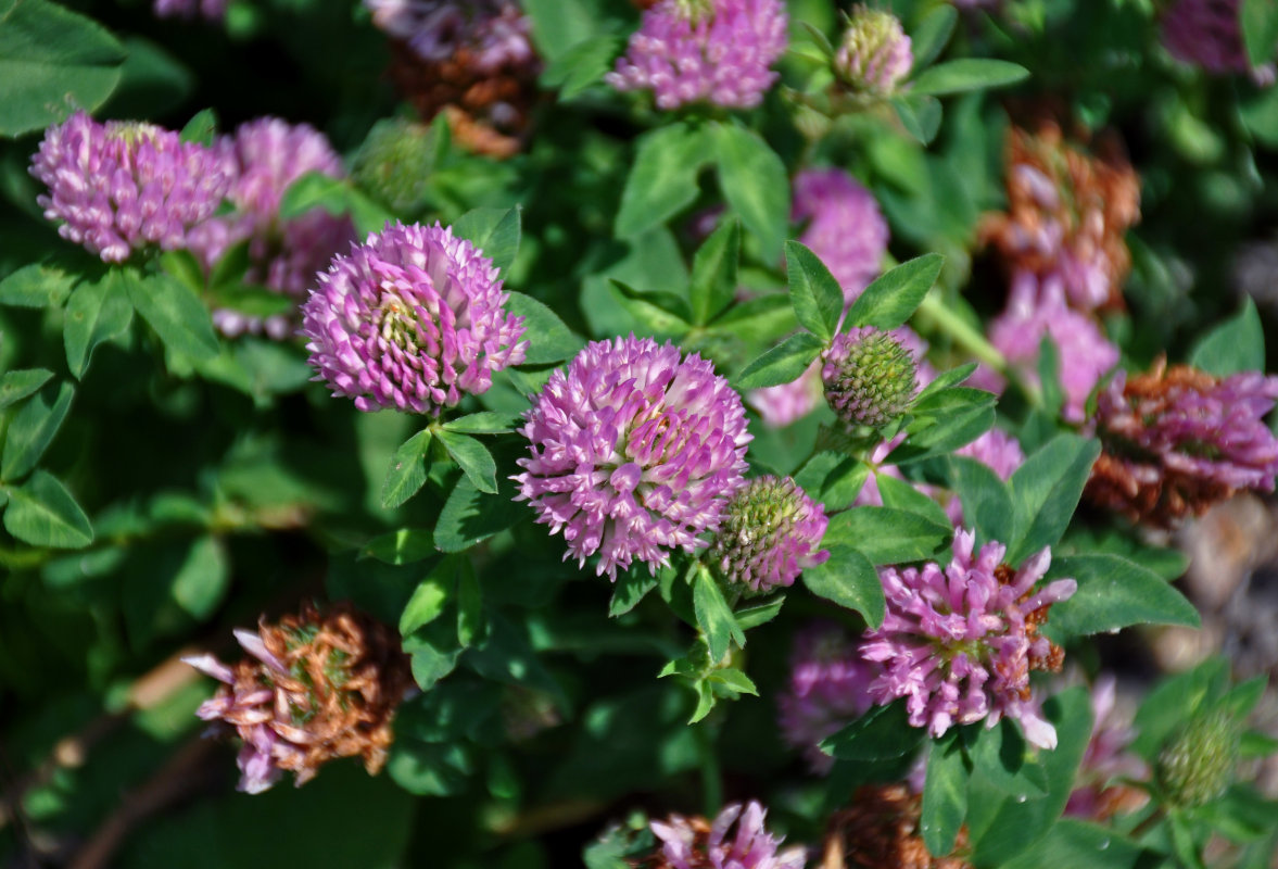 Изображение особи Trifolium pratense.