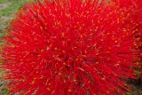 Scadoxus multiflorus