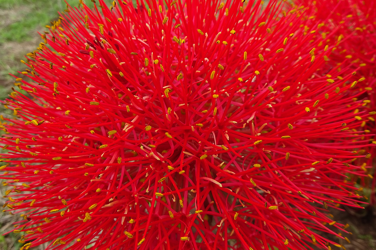 Image of Scadoxus multiflorus specimen.