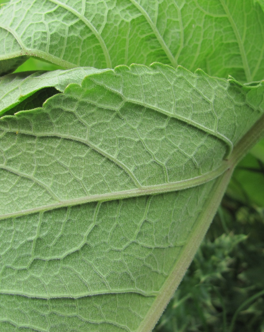 Image of Heracleum freynianum specimen.