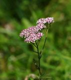 Achillea millefolium