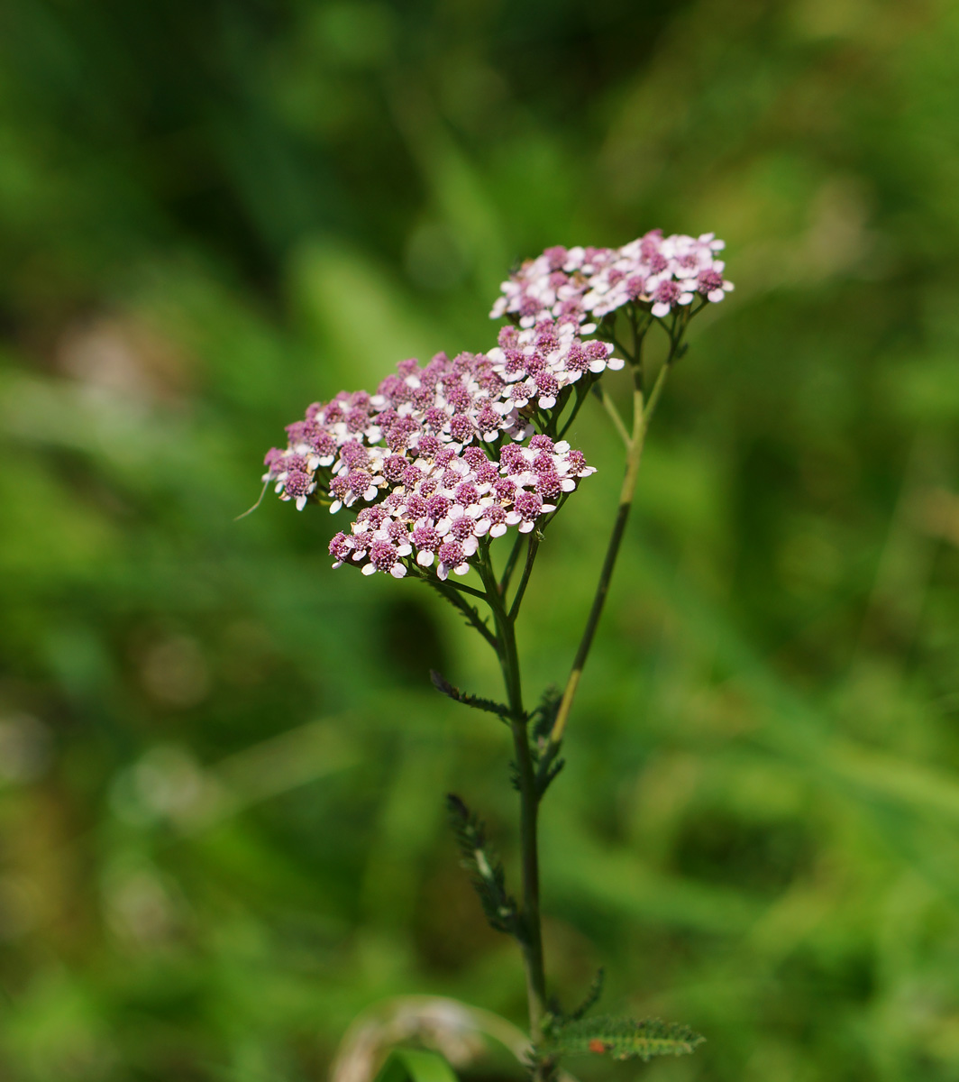 Image of Achillea millefolium specimen.