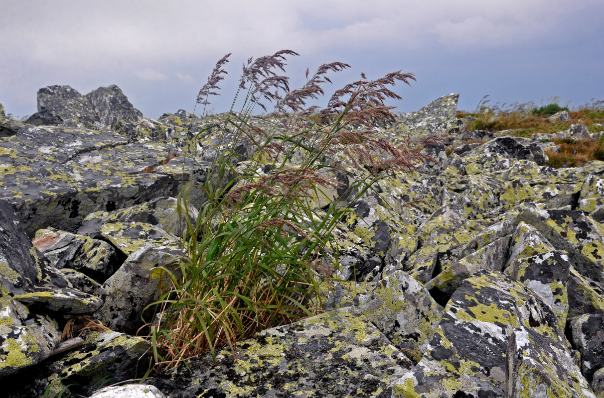 Изображение особи Calamagrostis langsdorffii.