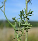 Pimpinella saxifraga