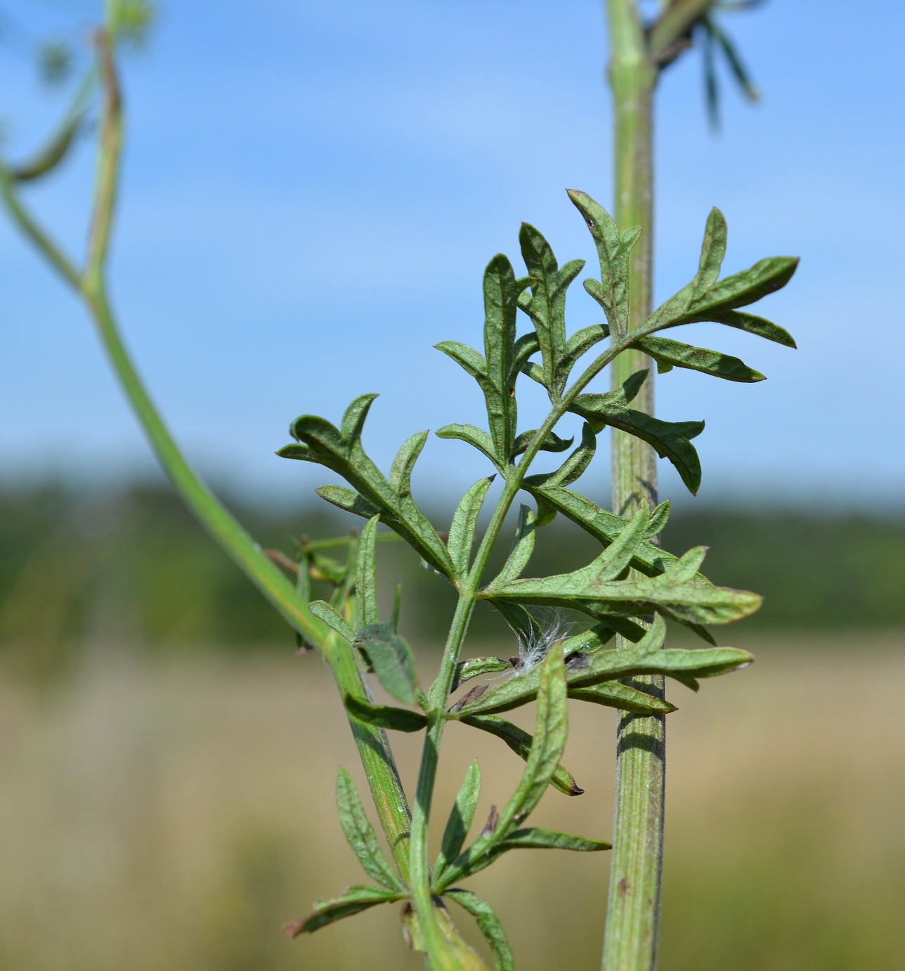 Image of Pimpinella saxifraga specimen.