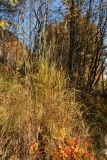 Calamagrostis purpurea