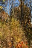 Calamagrostis purpurea. Плодоносящее растение с листвой в осенней окраске в сообществе с Chamaepericlymenum suecicum (на переднем плане). Мурманск, Горелая сопка, распадок между сопок, рябиново-берёзовый лес у ручья.