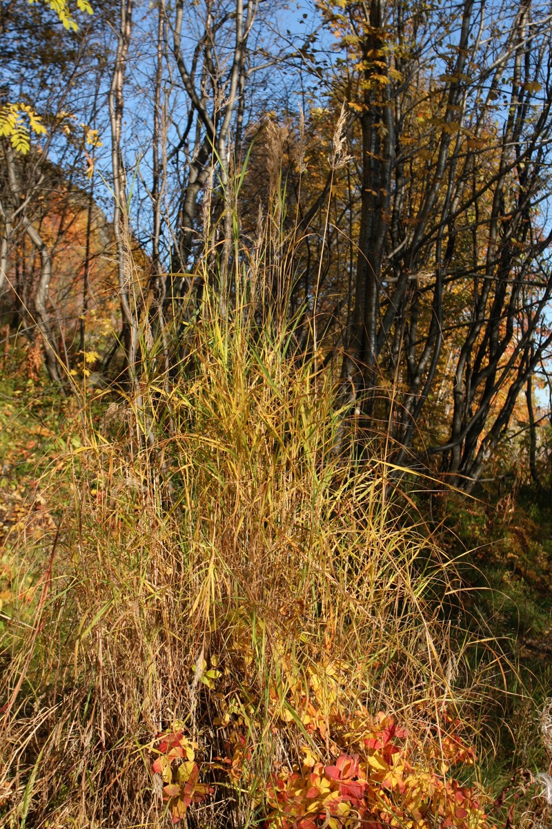 Image of Calamagrostis purpurea specimen.